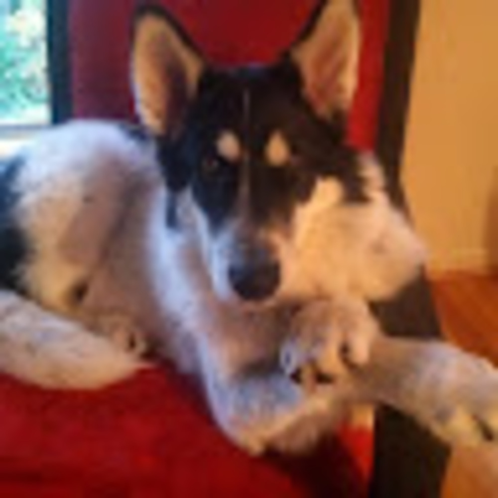 Meet your Posher, Greg